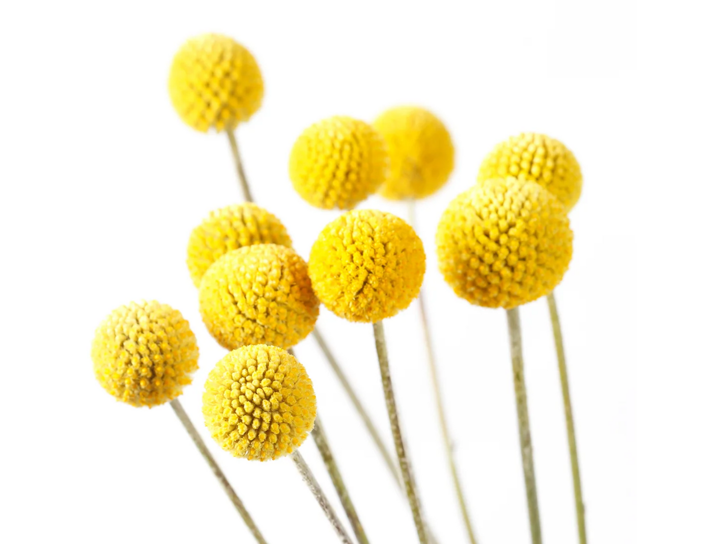 Billy Button flowers
