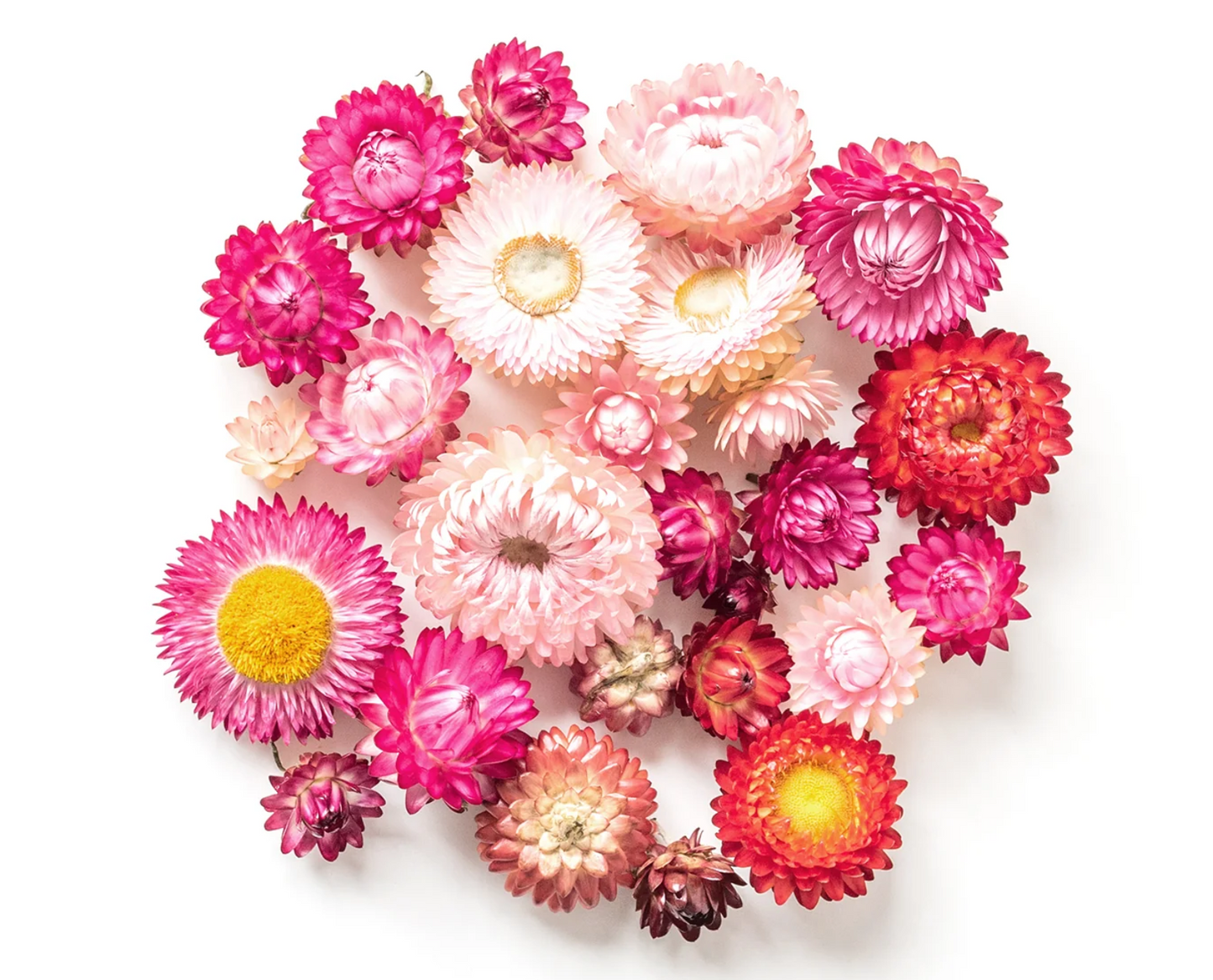 Everlasting Daisies