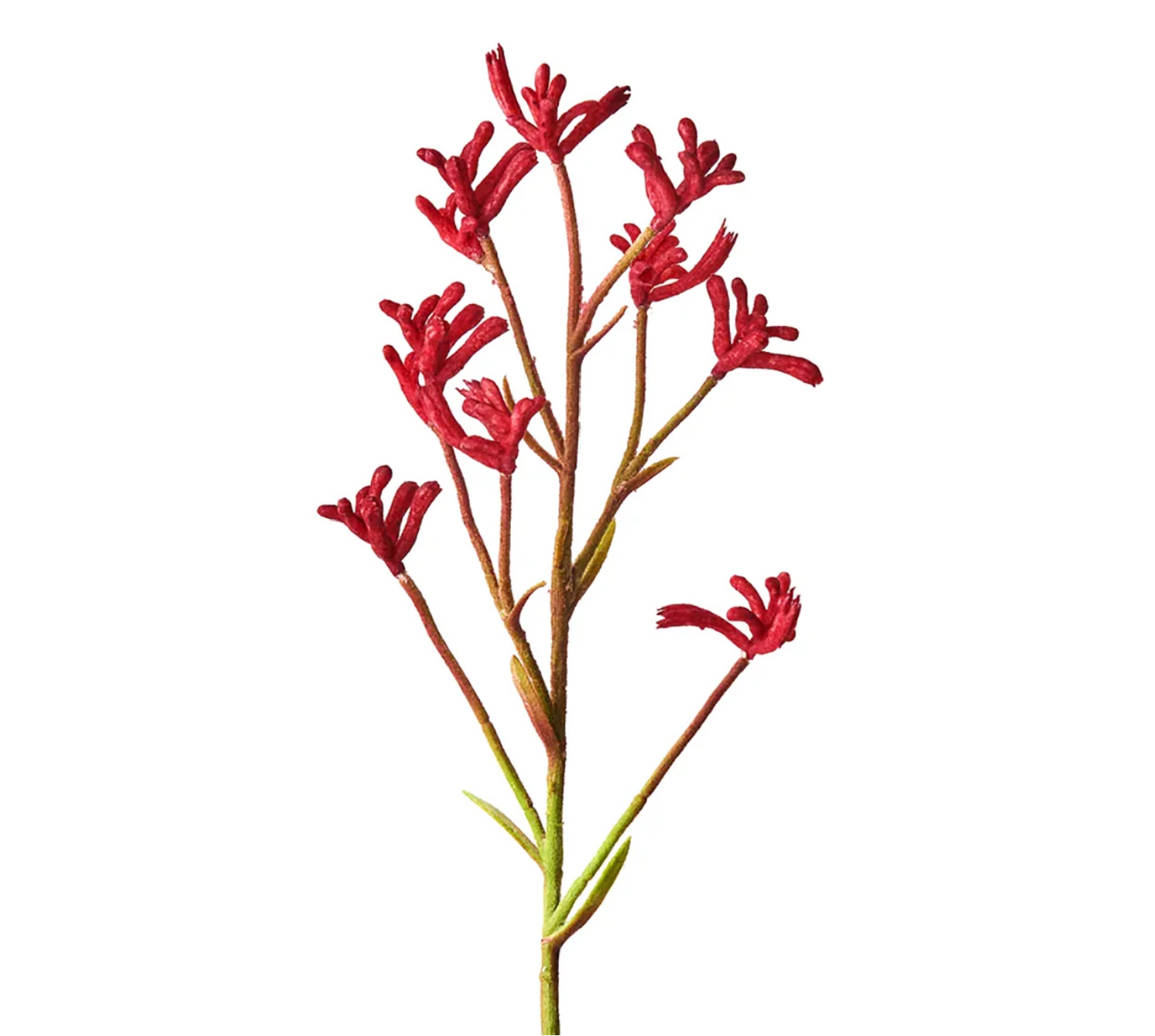 Kangaroo Paw flowers
