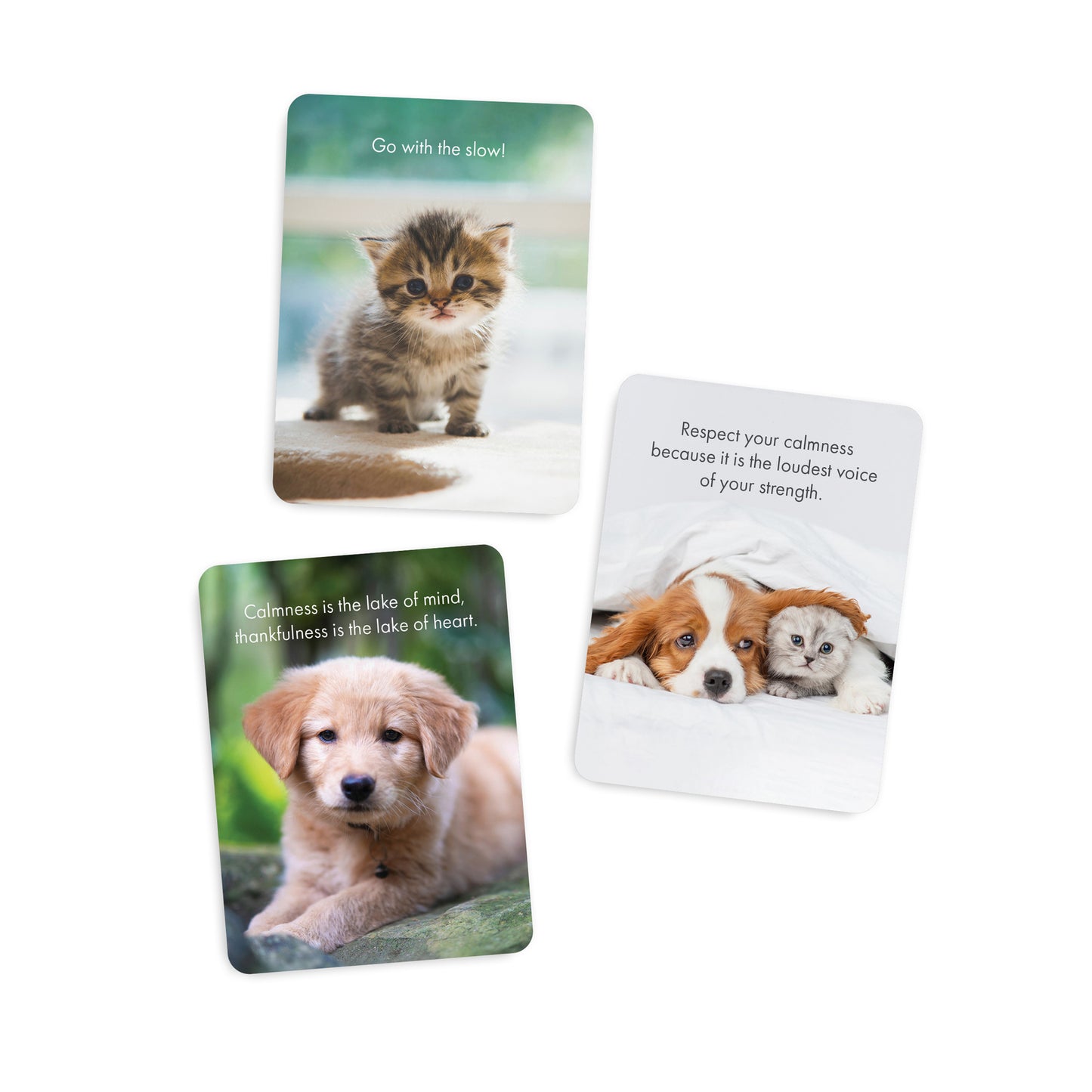 Little Paws - 24 little affirmation cards + stand