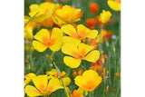 Greetings to Grow - Wishing you Joy