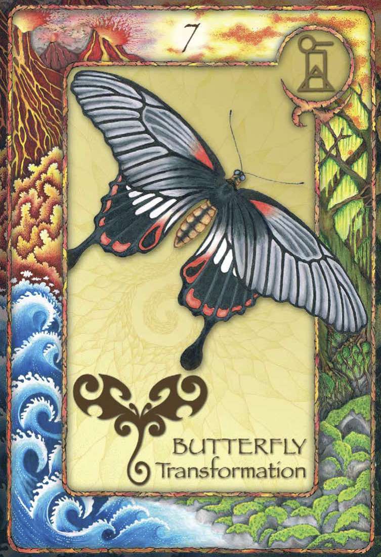 World Animal Dreaming Oracle Cards - Scott Alexander King