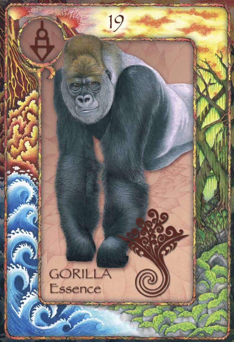 World Animal Dreaming Oracle Cards - Scott Alexander King