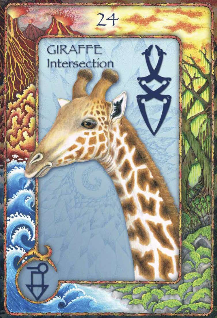 World Animal Dreaming Oracle Cards - Scott Alexander King