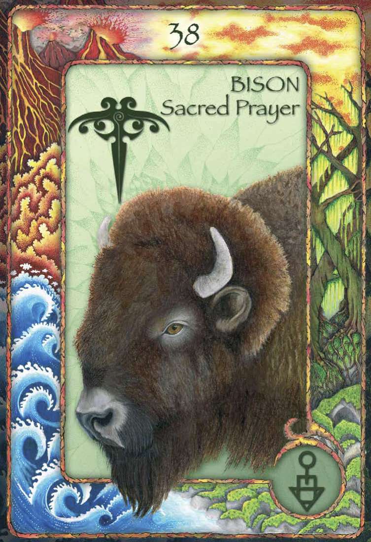 World Animal Dreaming Oracle Cards - Scott Alexander King