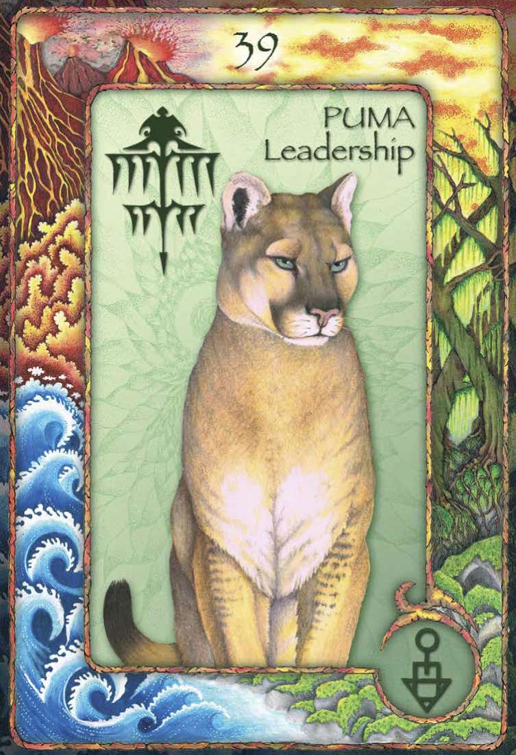 World Animal Dreaming Oracle Cards - Scott Alexander King
